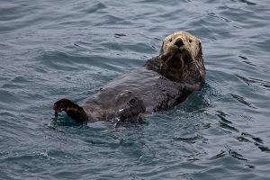 sea-otter-1405976_640